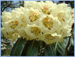 Exbury Gardens April 2004