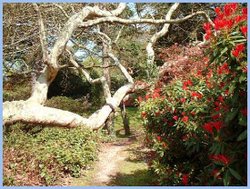 Fallen Tree at Exbury Gardens, 2004.
