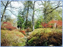 Exbury Gardens April 2004