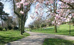 Blossom on the trees in a small park in the town center of Aldershot, Hampshire Wallpaper