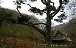The lovely Tea Garden maintained by the National Trust. Wallpaper