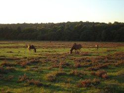 Ponies grazing in The New Forest, Hampshire Wallpaper