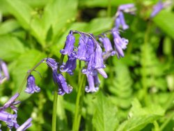 Bluebells along old Canal path, Chippenham, Wiltshire. Spring 2005 Wallpaper