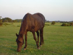 New Forest Pony Wallpaper