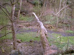 Sculpture of a Dinosaur, Prestwich Clough Wallpaper