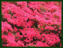 A picture of Furzey Gardens Wallpaper