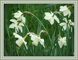 White Daffodils at Furzy Gardens. 2005 Wallpaper