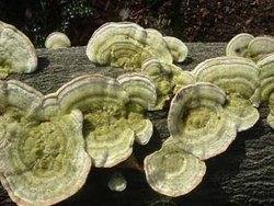 Fungi Wallpaper