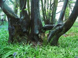 Bluebells in April. Epping Forest, Essex
