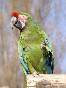 Parrot at Twycross Zoo