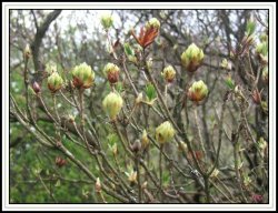 Furzy Gardens. . Spring comes to Furzy Wallpaper