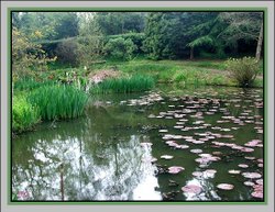 The Lilley Pond at Furzy Gardens April 2005 Wallpaper