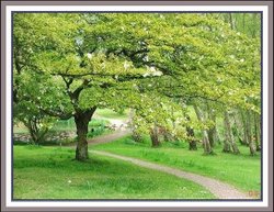 Trees at Furzy Gardens. Wallpaper