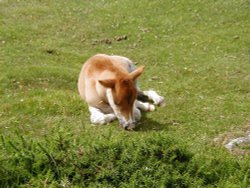 Dartmoor Newborn, Dartmoor, Devon Wallpaper