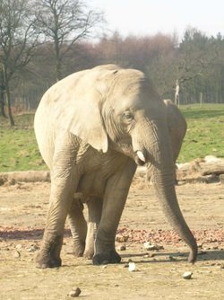 Knowsley Safari Park