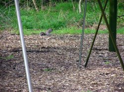A grey Squirrel beneath the Great Oak, Sherwood Forest, Nottinghamshire Wallpaper