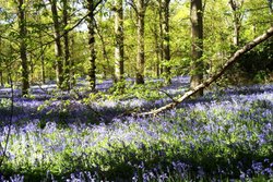 Bluebells at Blickling, Norfolk Wallpaper