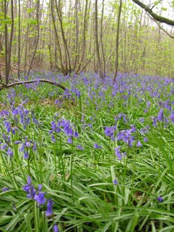 Wheelers Wood, Chippenham