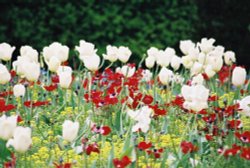 Flower garden at the Cotswolds Wildlife Park, Burford. Wallpaper