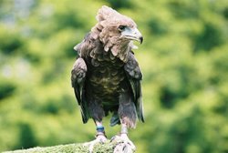 Wildlife at Cotswolds Wildlife Park, Burford. Wallpaper