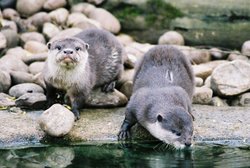 Daring Otters come down for a drink at Cotswolds Wildlife Park, Burford. Wallpaper
