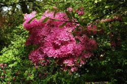 Hodnet Hall, Shropshire Wallpaper