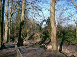 Barton Springs Wallpaper