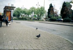 Staines (Middelsex) Surrey- pidgeons and all. Wallpaper