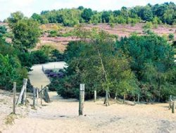 Frensham Great Pond pathway