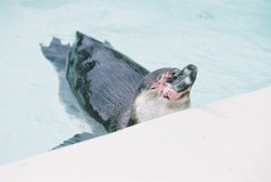 Chilled Penguin laps up the easy life at Cotswolds Wildlife Park, Burford. Wallpaper
