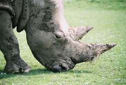 Chow down with the Rhinos at Cotswolds Wildlife Park, Burford Wallpaper