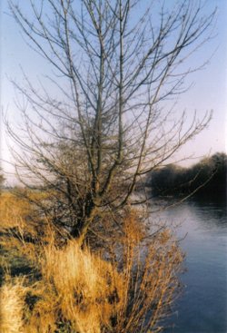 The Thames near Windsor, Berkshire