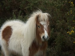 New Forest Pony, Lyndhurst Wallpaper