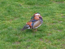 Mandurin Duck, St. James Park, London