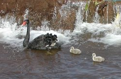 Black swan cygnets