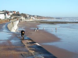 Dogs on the beach in the wintertime