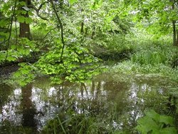 Oakland park pond Wallpaper