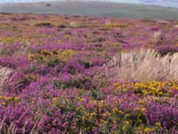 Quantock hills, Somerset Wallpaper