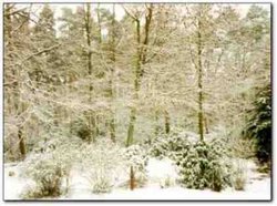 Winter in Tilgate Forest Country Park Wallpaper