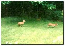 Baby Roe Deer in Tilgate Forest Country Park near the Forest Bed and Breakfast Wallpaper