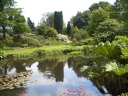 Beth Chatto Gardens, Essex Wallpaper