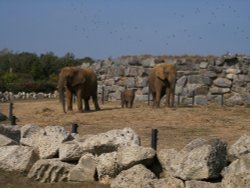 Colchester Zoo Wallpaper