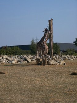 Colchester Zoo