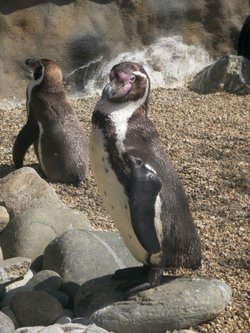 Colchester Zoo