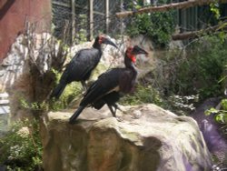 Colchester Zoo Wallpaper