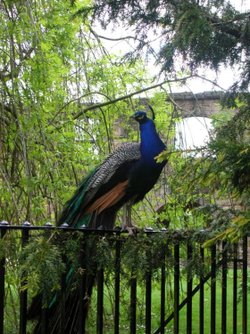 Peacock. set against a Royal Background, The Palace Ruins, Dunfermline.
