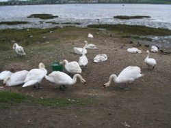 The Swans At Mistley