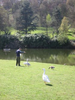 Feeding the geese