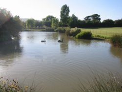 Black Swans on the lake at Amberley Castle