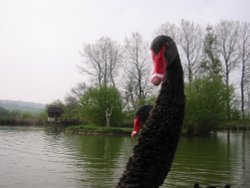 Black Swans on the lake at Amberley Castle, West Sussex